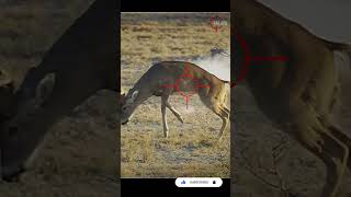 Why I Don’t Hunt With 65 Creedmoor scopecam deerhunting bigbuck shorts viral gunops reddot [upl. by Yam]