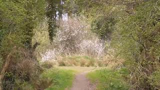 Exploring Creightons Wood above Holywood Co Down [upl. by Linnie853]