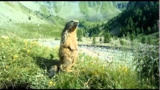 une gentille marmotte [upl. by Nosam]