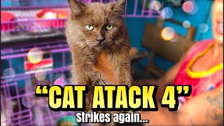 quotCAT ATTACK 4quot  Strikes again Arranque Pet Market  Sept 21 2023 [upl. by Boyd]