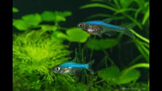 Neon Blue Rasbora SUNDADANIO AXELRODI quotBLUEquot Species Profile Imaginarium 35 Gallon Planted Tank [upl. by Mullac]