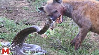 70 Craziest Animal Fights of All Time [upl. by Sharia]