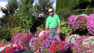 Trailing Petunias Part 2 [upl. by Cleland]