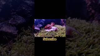 Archachatina shortvideo achatina africansnail petsofinstagram moss animals september2024 [upl. by Nnaik]