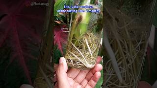 Best Way to Root A Monstera Deliciosa Cutting  Monstera Plant Propagation [upl. by Mali]