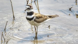 Killdeer Feeding In Wetlands [upl. by Prager]