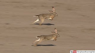 beautiful scenes of Coursing Hares and flying birds [upl. by Atteynod]