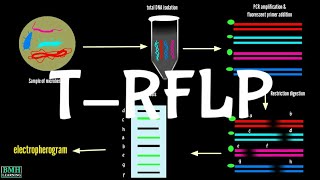 TRFLP  Terminal Restriction Fragment Length Polymorphism [upl. by Nanon]