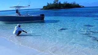 Shark feeding frenzy in shallow water [upl. by Madaih193]