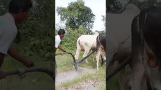 613k cow wow plow 4kvideo 4k किसान हल गाय [upl. by Devina]