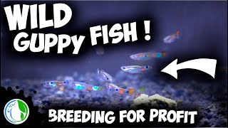 WILD Guppy Fish Breeding For Profit  All My Wild Collected Guppies [upl. by Ena286]