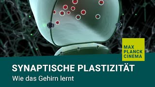 Synaptische Plastizität  wie das Gehirn lernt [upl. by Alesi353]