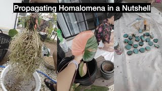 EP2 Easy way to propagate Homalomena Variegated [upl. by Oiramd]