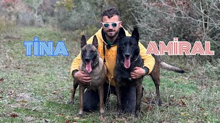 AMİRAL VE TİNA İLE YARIM KALAN ORMAN GEZİSİ PART 2 😁 eyüpdoğan belçikakurdu malinois doberman [upl. by Annoik]