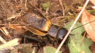 Chant du grillon des champs ou grillons champêtre qui chante dans la video en directe  Gryllidae [upl. by Divadnahtanoj]