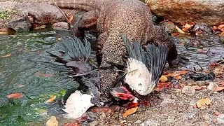 Komodo Dragon Eat amp Swallow Wild Duck Alive [upl. by Solegnave]