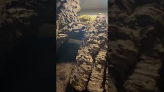 Leachianus Breeding Tip ⚡️ leachianusgecko reptile leachianus gecko animal [upl. by Bloomer]