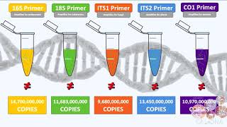 5 Amplifying cleaning and pooling DNA metabarcoding libraries [upl. by Adiaros]