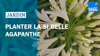 Planter la si belle agapanthe  Les conseils de Roland Motte [upl. by Yehus131]