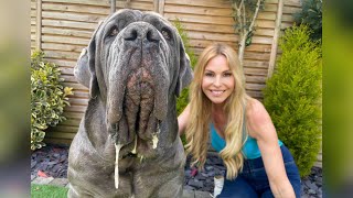 THE NEAPOLITAN MASTIFF  HUGE amp DANGEROUS GUARD DOG Mastino Napoletano [upl. by Lodmilla]