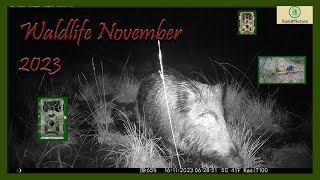 Wildkamera  Aufnahmen  November 2023 trailcamera  Recordings  November 2023 [upl. by Eleahcim941]