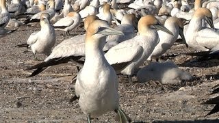 Nesting Gannets in New Zealand [upl. by Saito976]