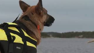 Räddningshundutbildning i Svenska Brukshundklubben [upl. by Asseralc947]