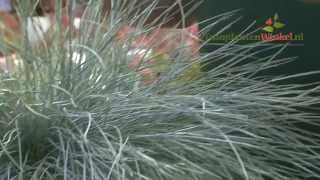 Uitleg en tips over de Festuca Intense Blue door onze tuinplantenwinkelnl specialist [upl. by Awuhsoj]