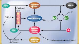 Difference Between Pathology and Pathophysiology [upl. by Anitnelav101]