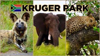 KRUGER PARK South Africa  ULTIMATE Guide with the BIG FIVE amp ALL Animals [upl. by Glad222]