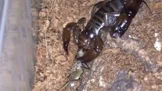 Scorpion Feeding Video 7 [upl. by Roht]