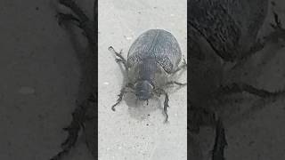 Dung beetle walking nice 🐞 🐞 🐞 🐞 youtubeshort cutecrow birdlovers fyft fypシ゚viral birds [upl. by Wellington667]