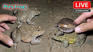 funny froggy make you laugh [upl. by Bartholemy]