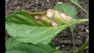 मिर्च के मुख्य रोग Cercospora leaf spot amp Powdery mildew [upl. by Iramat804]