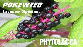 ⟹ POKEWEED  Phytolacca  A quick look this plant  Invasive Species [upl. by Yllaw]