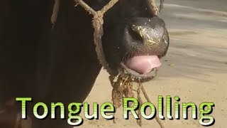 Treatment of Tongue Rolling in cattle Tongue playing stereotypic behaviour orosynthenic syndrome [upl. by Dumond]