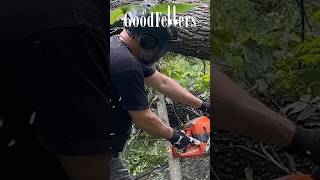 Logger Gets Attacked by Bees logger dangerous logginglife logging [upl. by Littell415]