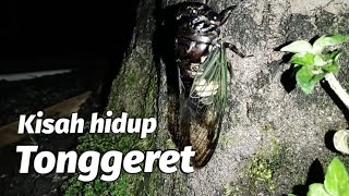 Tonggeret  Garengpung  Cicada [upl. by Mcmurry]