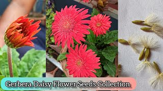 Gerbera Daisy Flower Plant Seeds Collection Process gerbera daisy seeds garden [upl. by Burrill206]