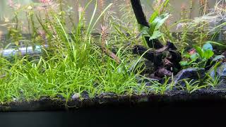 Classroom 20 Gallon Long Tank [upl. by Jose]