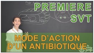 Mode daction dun antibiotique  SVT  1ère  Les Bons Profs [upl. by Noskcaj]