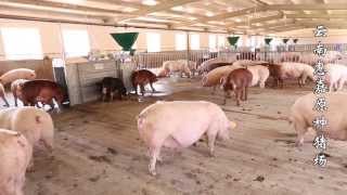 Osborne TEAM Electronic Sow Feeding ESF and FIRE Pig Performance Testing Equipment [upl. by Nyladnarb]