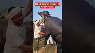 72000 की कीमत सुनकर हो गई बाजार में हलचल।pashubazarbuffalovideo cowmilk pashudhan viralvideo [upl. by Imarej705]