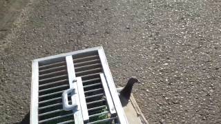 Racing Pigeon 1st Training toss 5 mile [upl. by Dieter407]