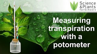 Measuring transpiration using a potometer  Alevel core practical 💧🪴 [upl. by Berthoud]