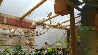 My Aviaries Today  4th November  Cockatiels Finches Budgies and Parakeets [upl. by Moyer]