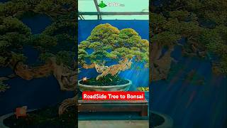 Turn Road Side Plant to Bonsai Tree  Bonsai Plant [upl. by Bogoch543]