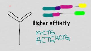 Somatic Hypermutation And Affinity Maturation [upl. by Savitt]