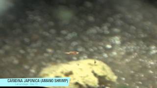 Breeding Amano Shrimp Day 15 [upl. by Narak562]