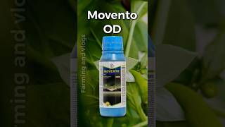 🔥Movento🔥BayerSpirotetramat1531 ODinsecticidebayer chill thrips insecticide farmer shorts [upl. by Rycca]